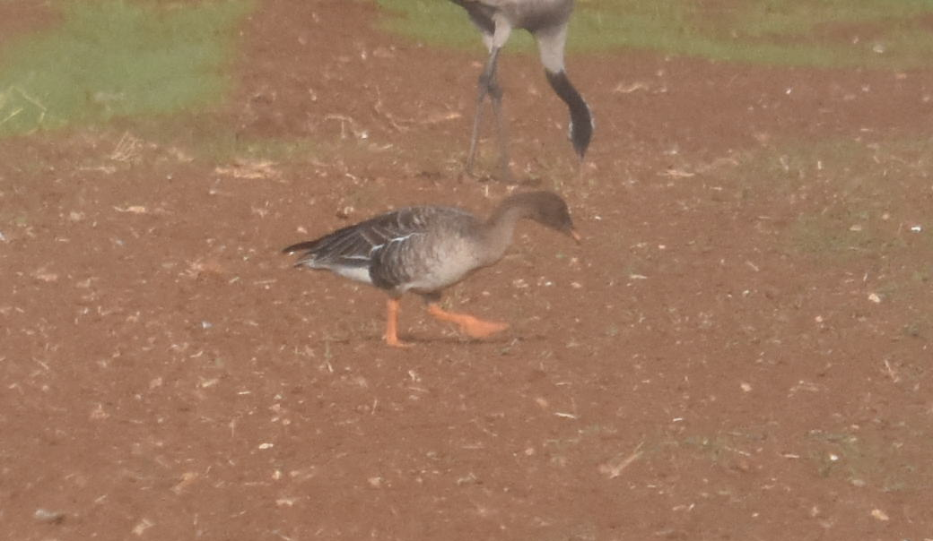 Tundra Bean-Goose - ML285320621