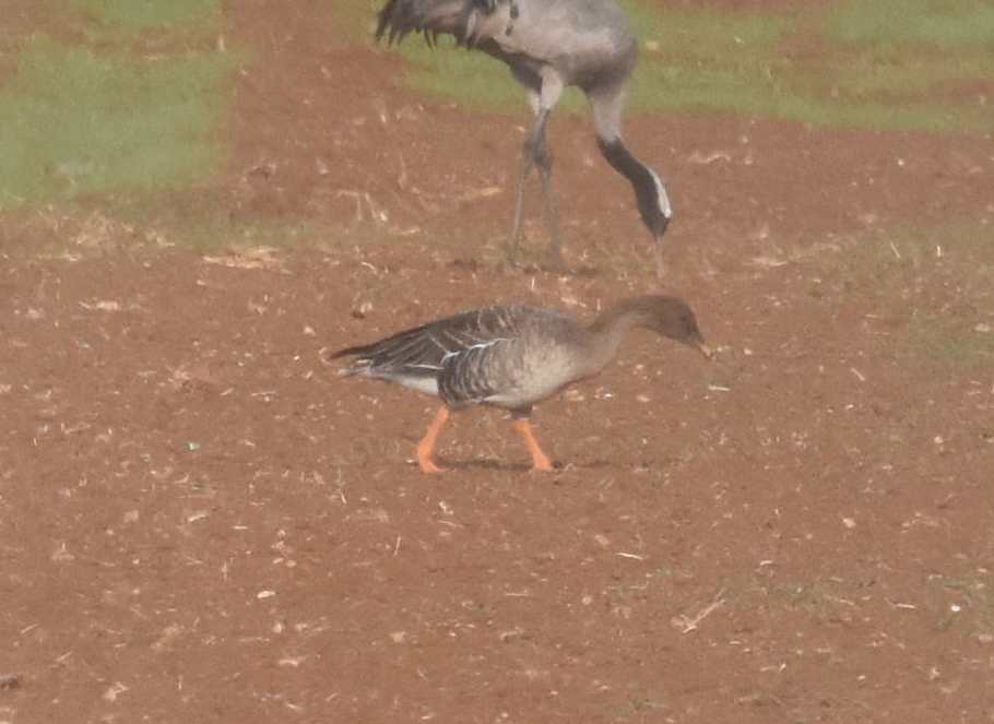 husa tundrová - ML285320641