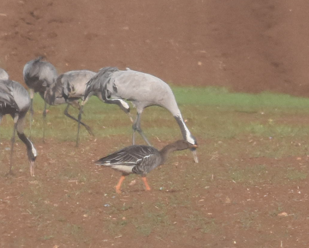 Tundra Bean-Goose - ML285320661