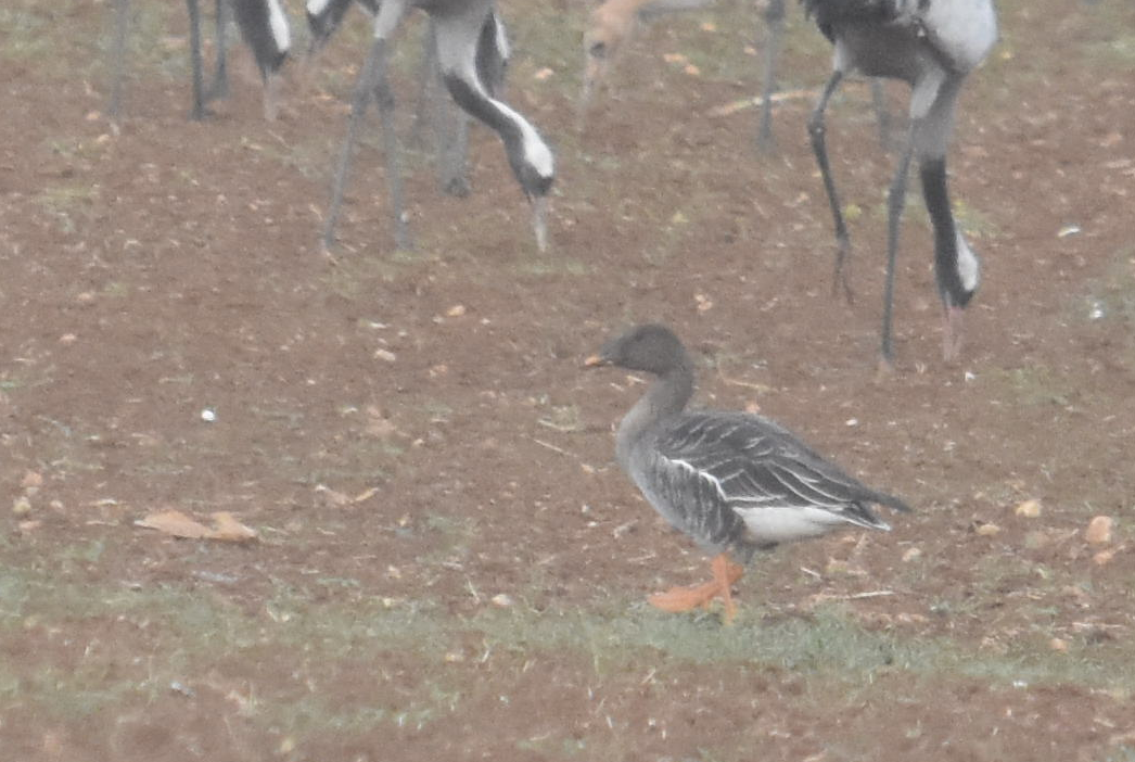 Tundra Bean-Goose - ML285320681