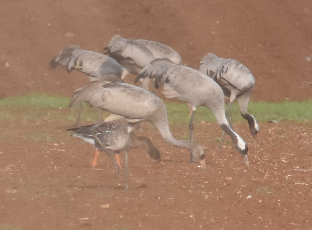 Tundra Bean-Goose - ML285320691