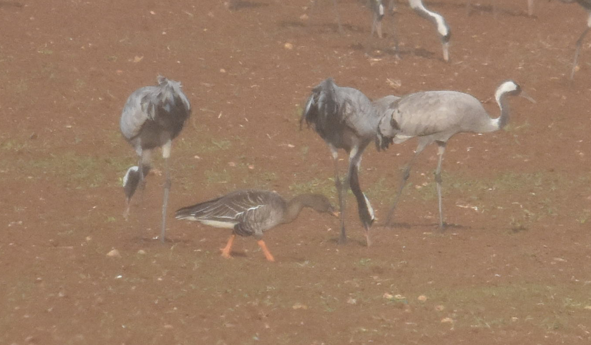 Tundra Bean-Goose - ML285320701