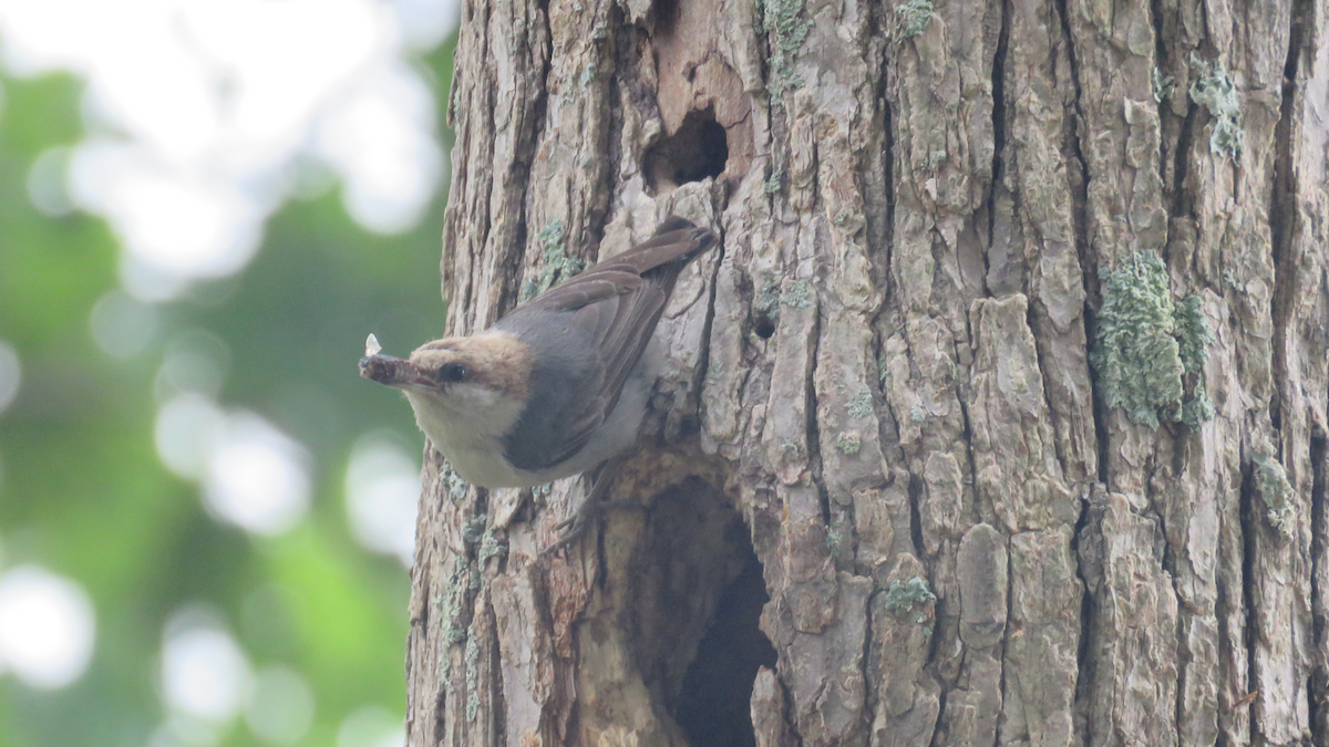 Brown-headed Nuthatch - ML28532071