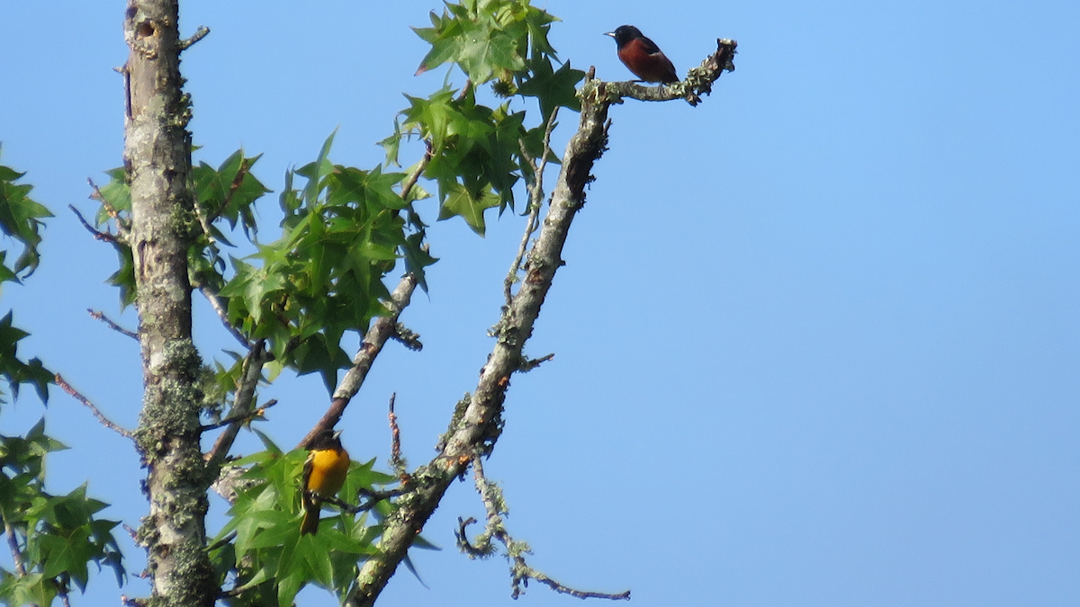 Orchard Oriole - ML28532081