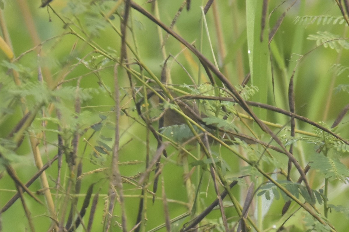 Pallas's Grasshopper Warbler - ML285321741