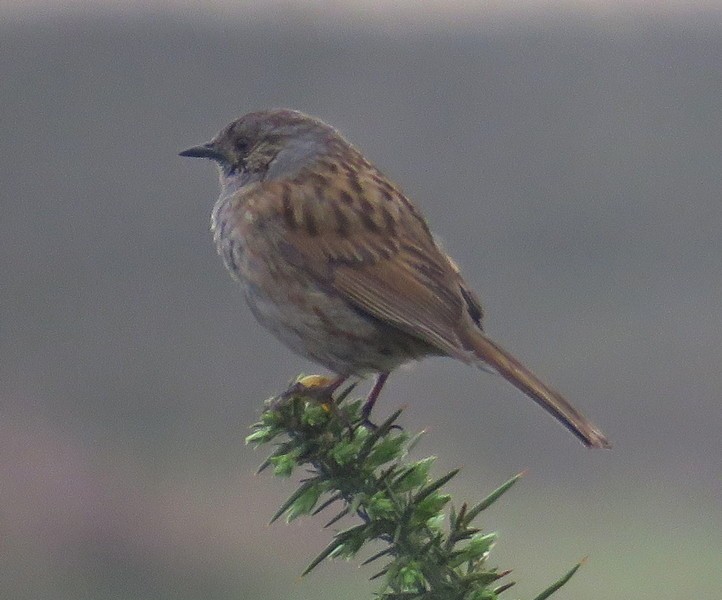 Dunnock - ML285323971