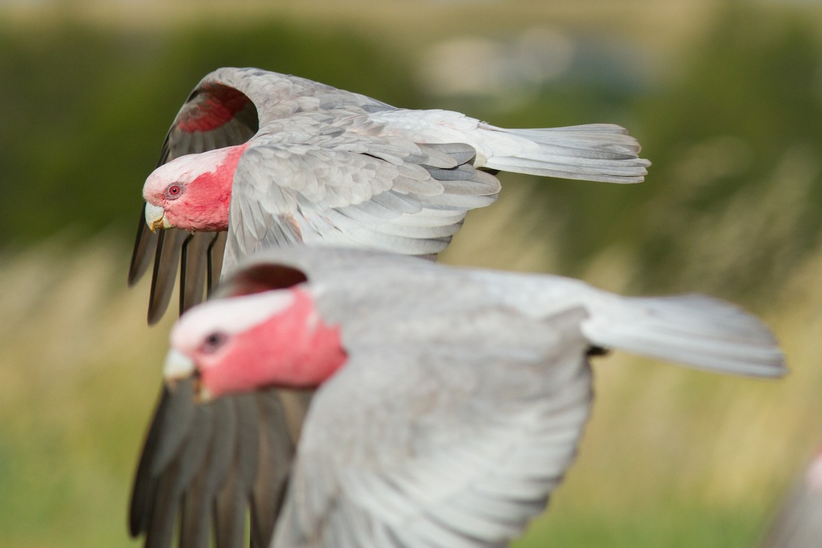 Cacatúa Galah - ML285324141