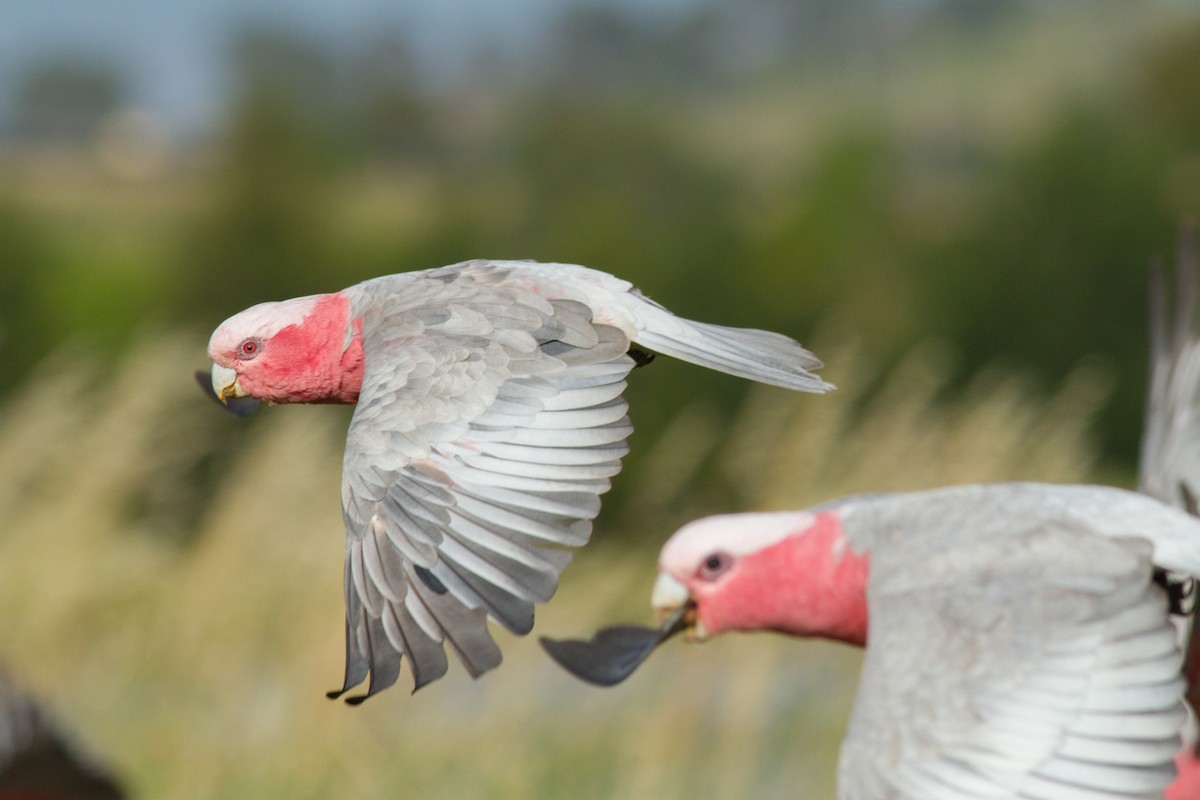 Galah - Helberth Peixoto