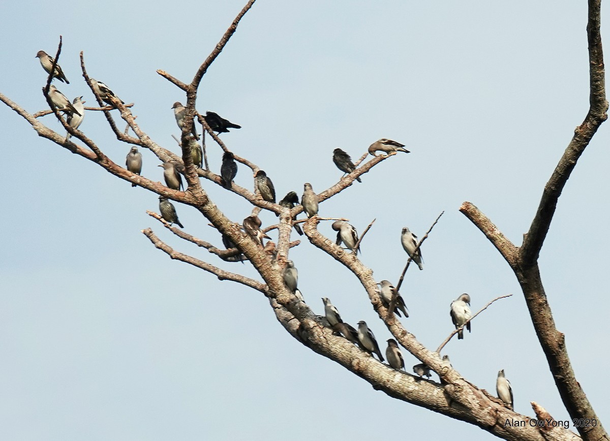 コムクドリ - ML285324591