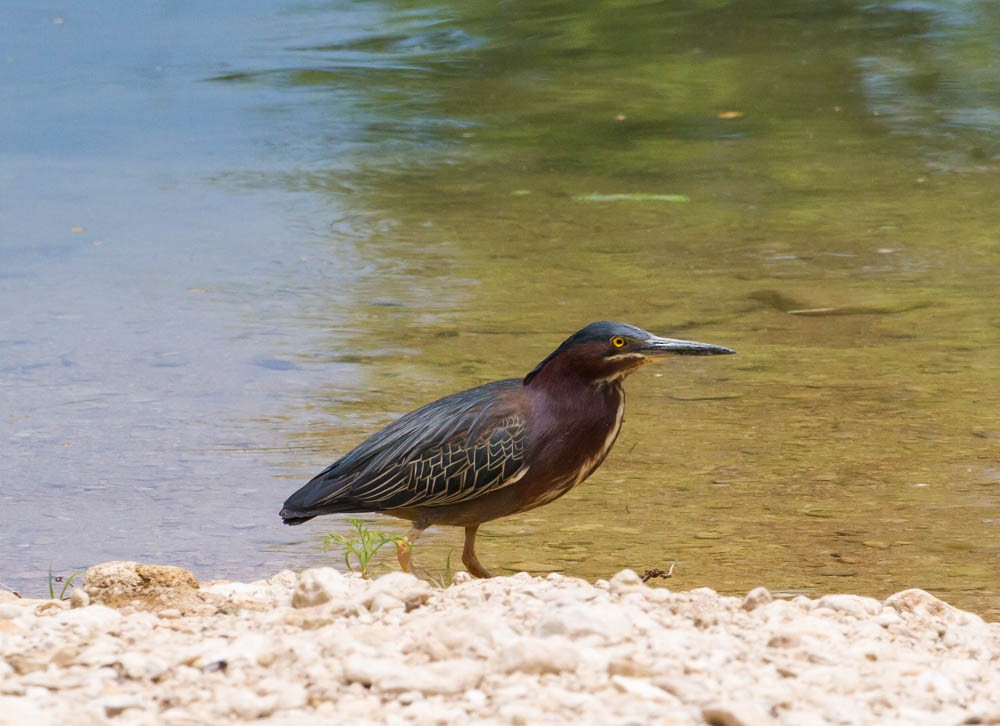 Green Heron - ML28532641