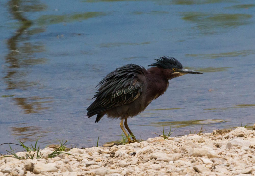 Green Heron - ML28532671