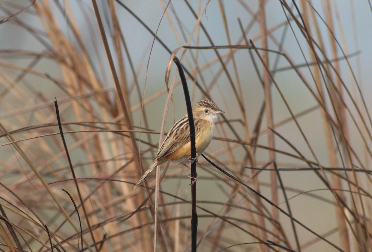 Zitting Cisticola - ML285328881