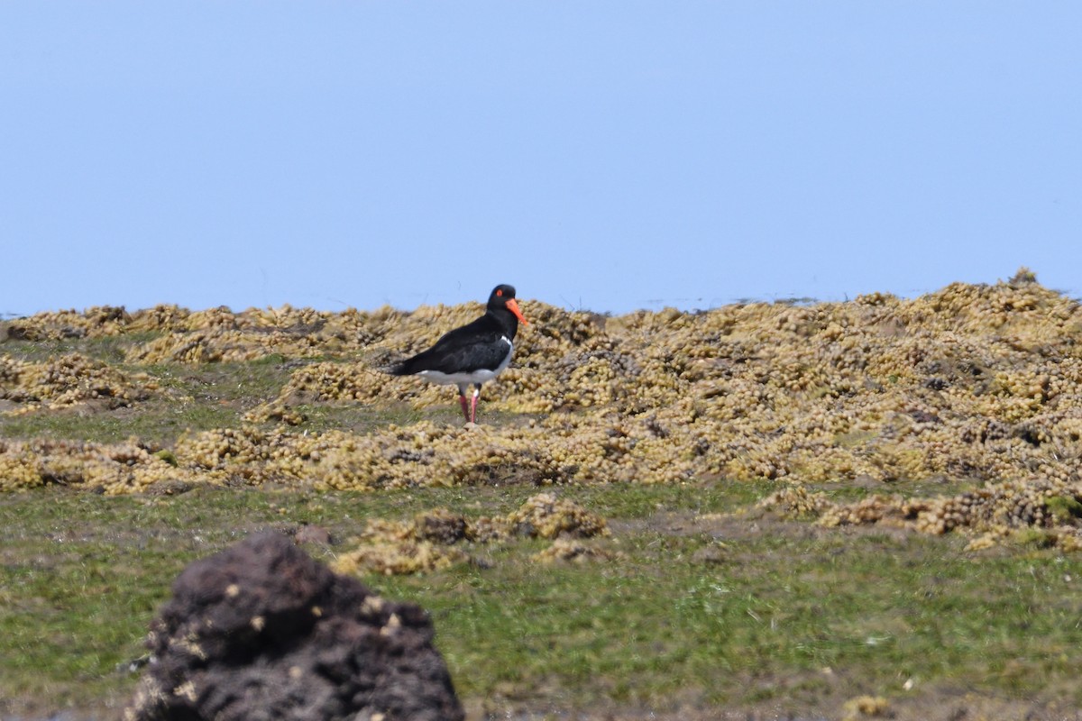 Pied Oystercatcher - ML285329071