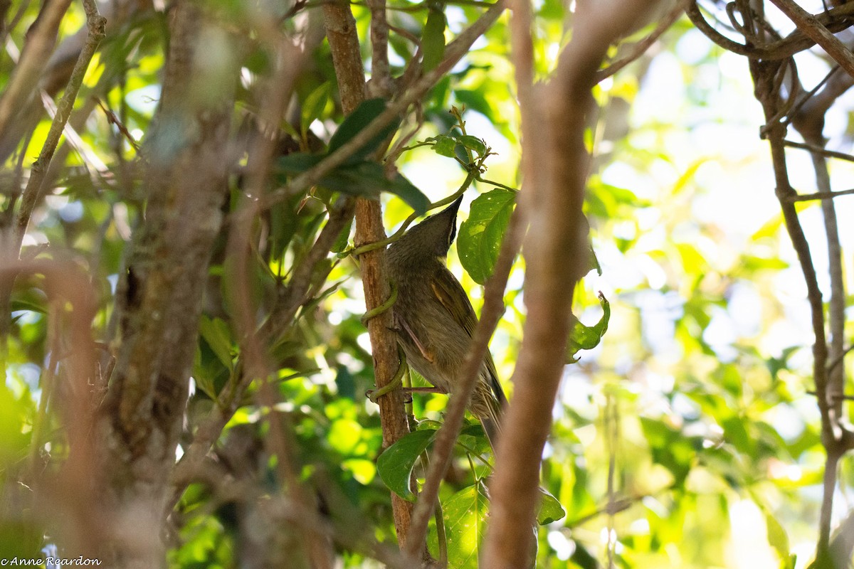 Yellow-faced Honeyeater - ML285333741