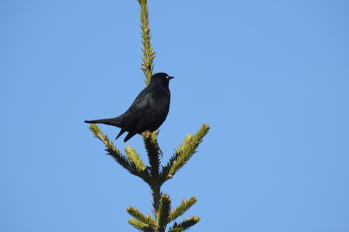 Rusty Blackbird - ML28533691