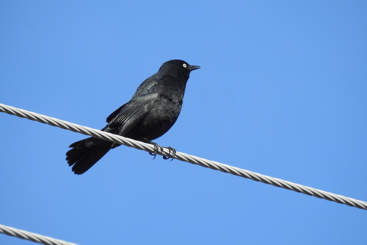 Rusty Blackbird - Diane LeBlanc