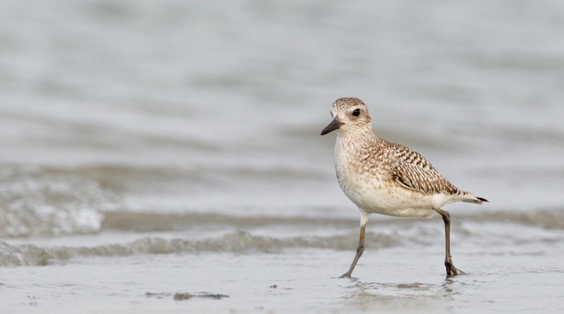 Black-bellied Plover - Paul Cools