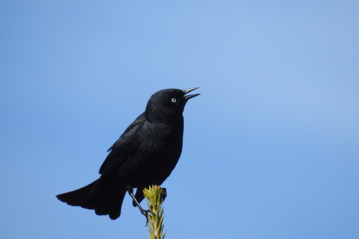 Rusty Blackbird - ML28533721