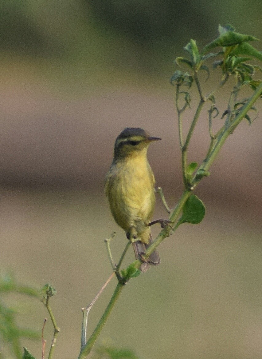 Tickell's Leaf Warbler (Tickell's) - ML285337281