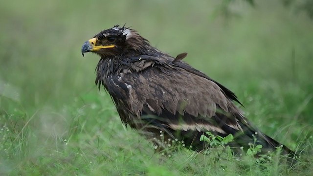 Steppe Eagle - ML285338931