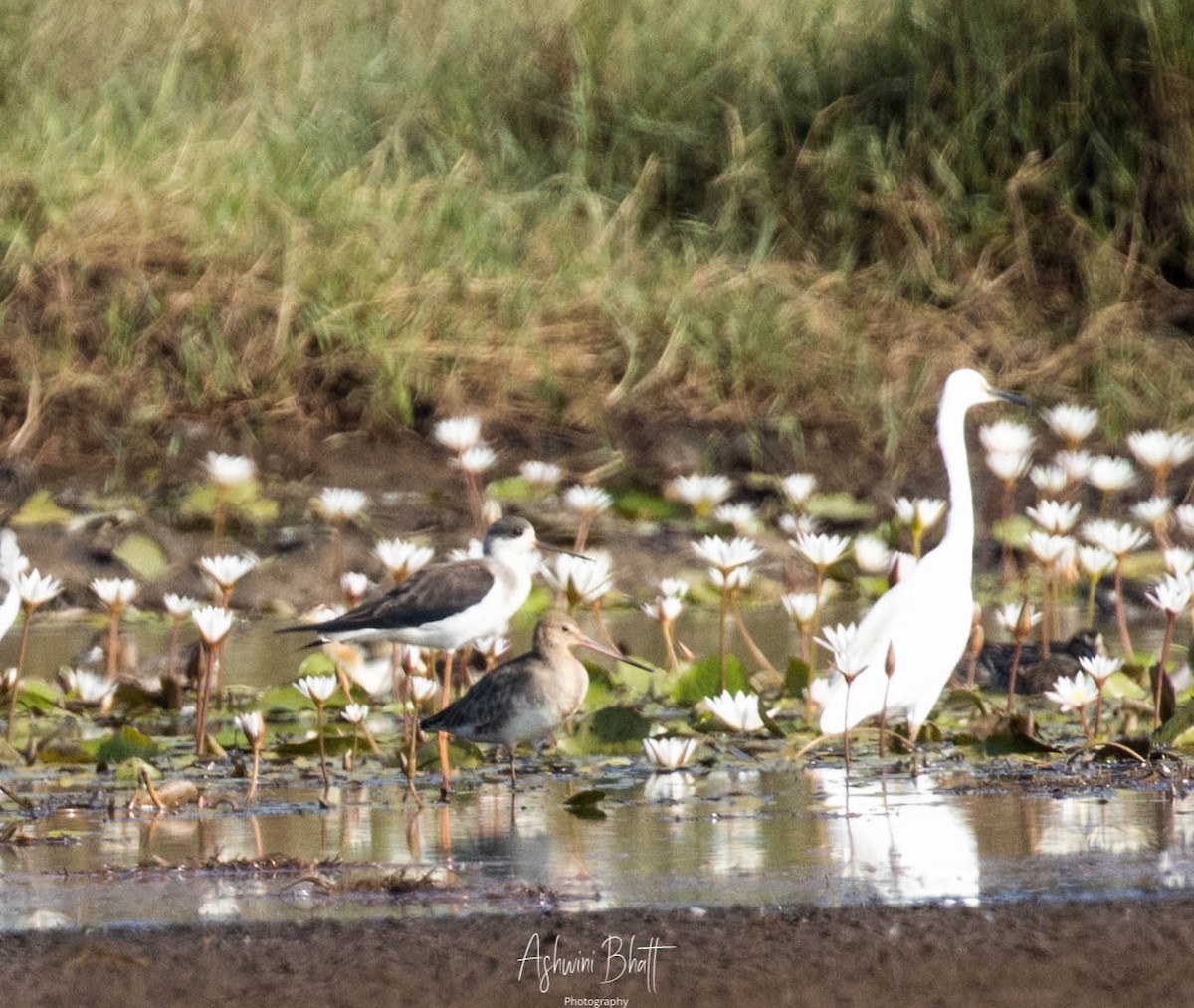 Black-tailed Godwit - ML285339391