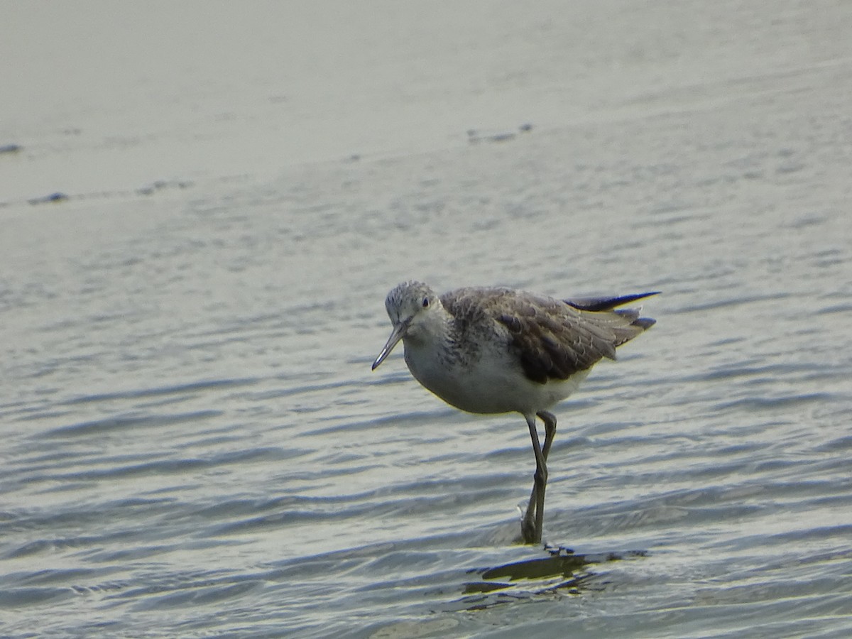 Common Greenshank - Chao-Ju Su