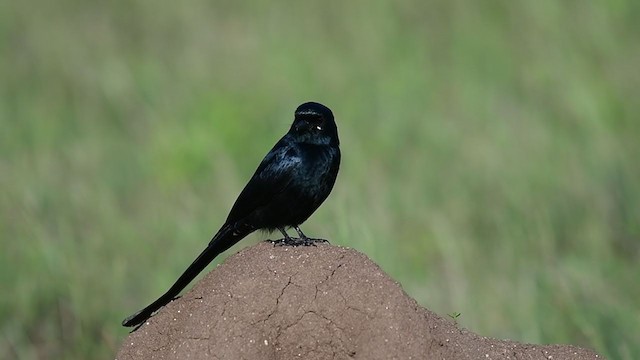 Black Drongo - ML285341161