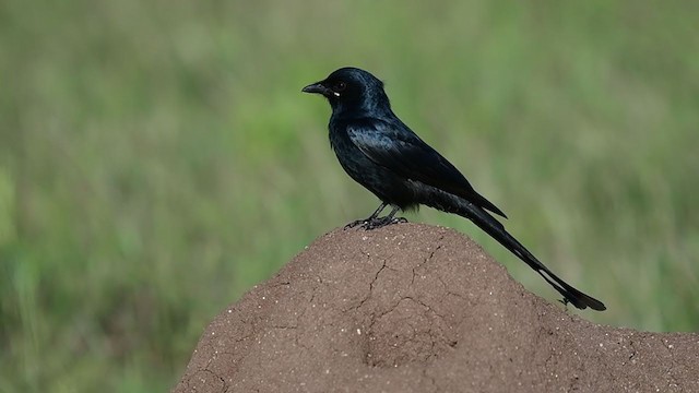 דרונגו שחור - ML285341311