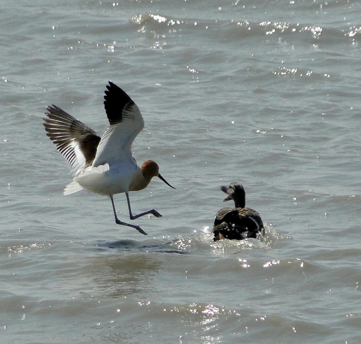 Avocette d'Amérique - ML28534161