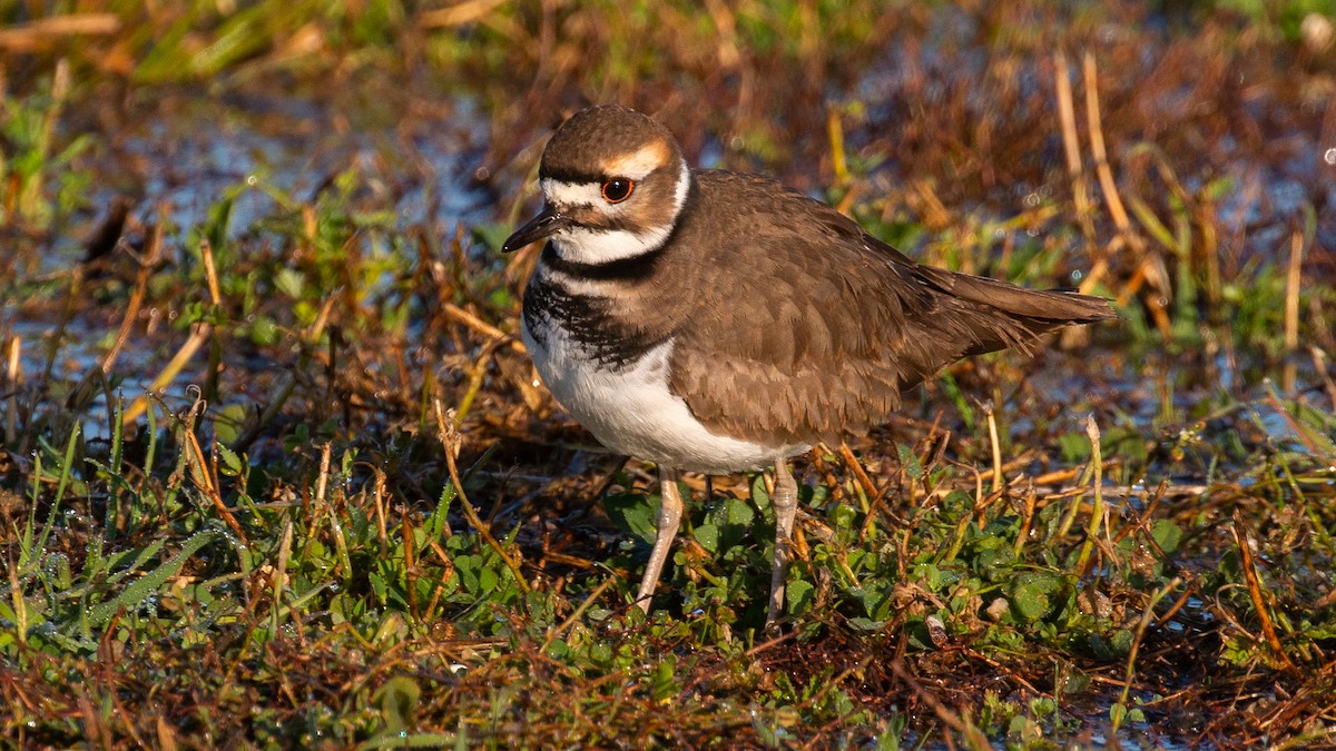 Killdeer - Jim Gain