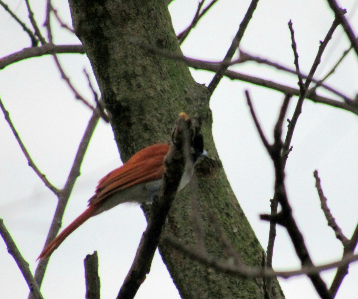 Indian Paradise-Flycatcher - ML285341621