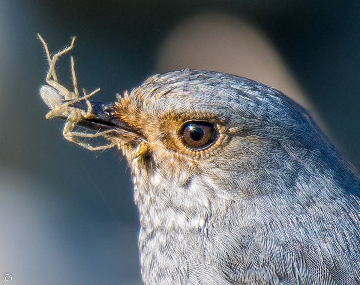 Plumbeous Redstart - ML285342171