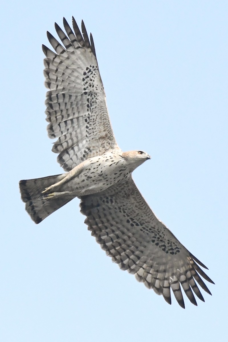 Changeable Hawk-Eagle - Sumit Majumdar