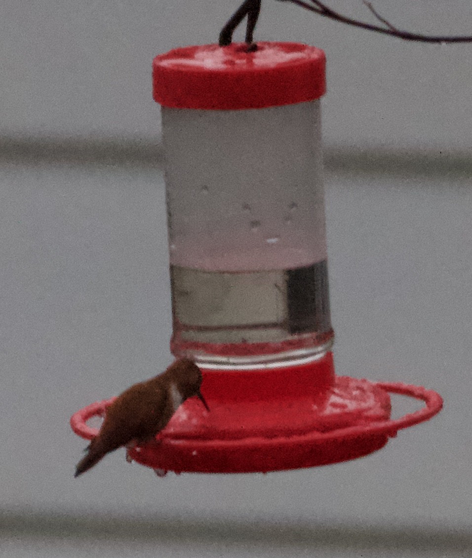 Rufous Hummingbird - ML285344751