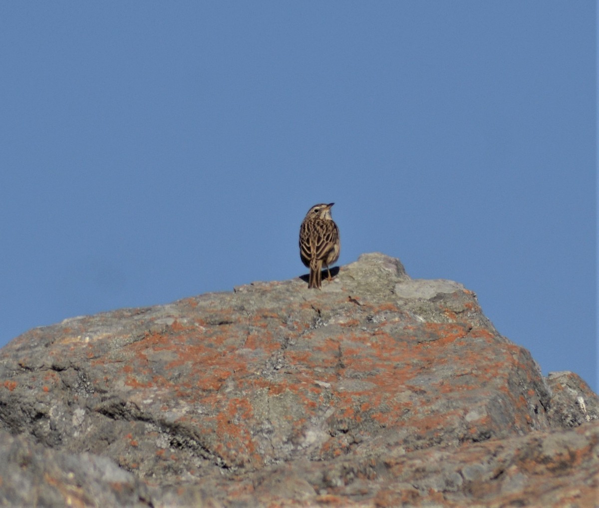 Upland Pipit - ML285345731