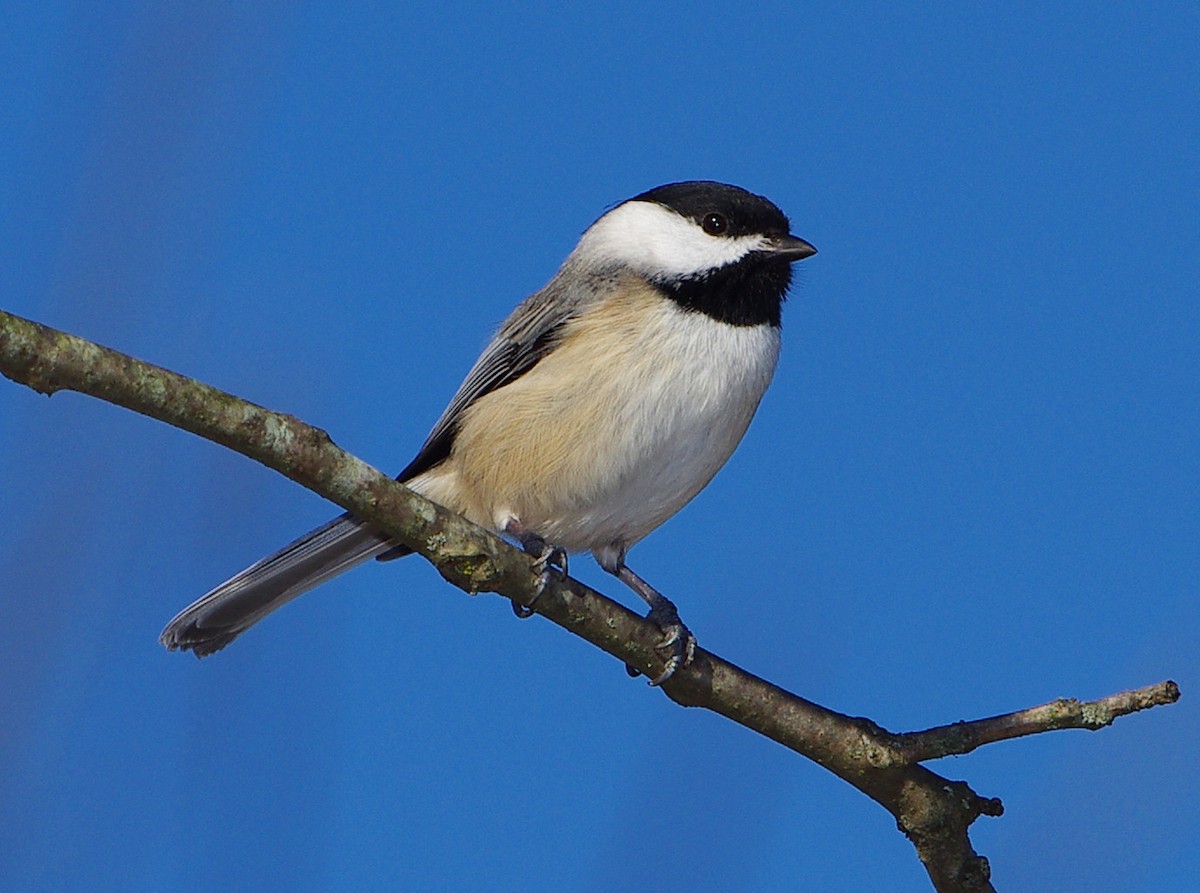 Carolina Chickadee - Mary Caldwell