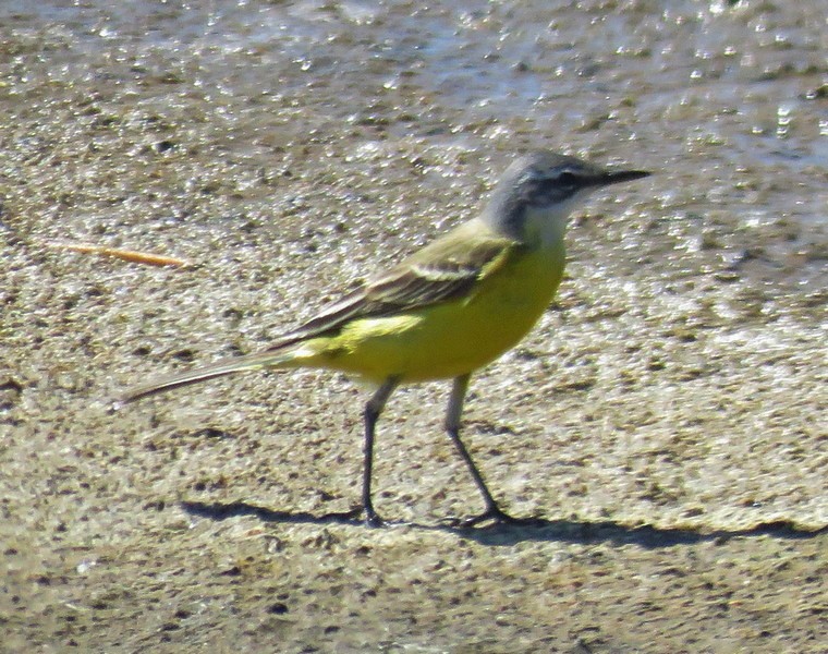 Western Yellow Wagtail - George and Teresa Baker