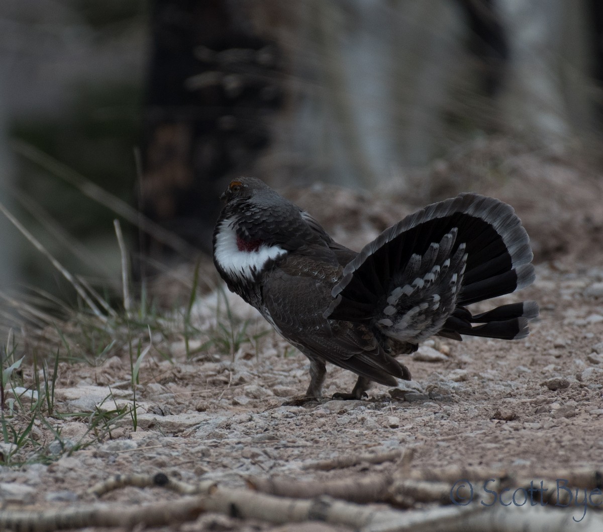 Dusky Grouse - ML28534851
