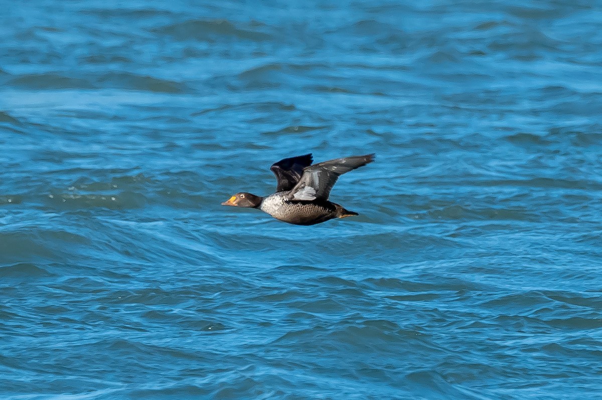 King Eider - Donald Dixon