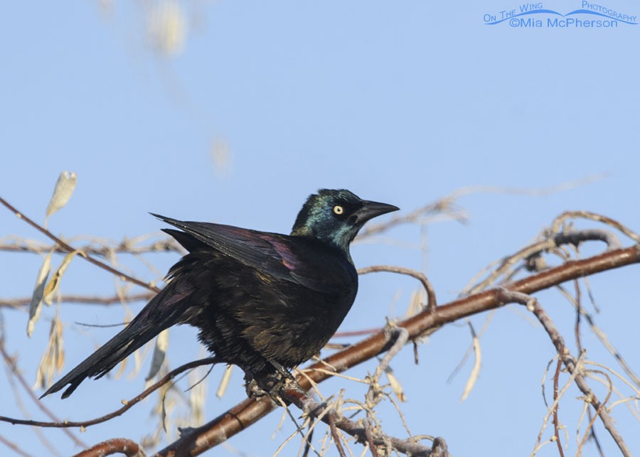 Common Grackle - ML285349441