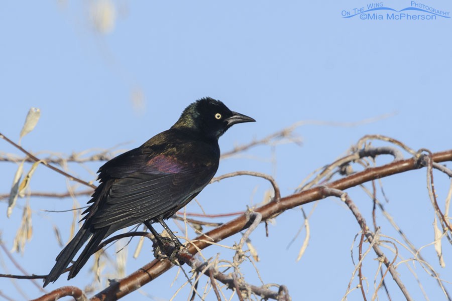 Common Grackle - ML285349451