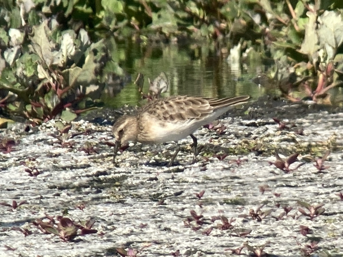 Baird's Sandpiper - ML285349601