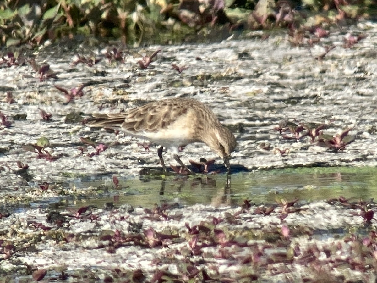 Baird's Sandpiper - ML285349681