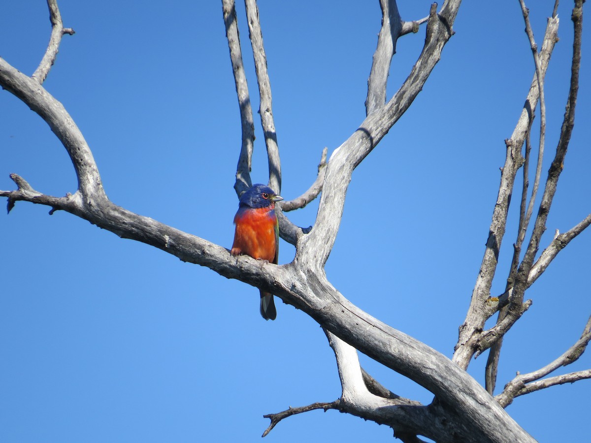 Painted Bunting - ML28534991