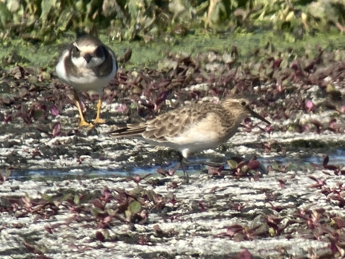 gulbrystsnipe - ML285349941