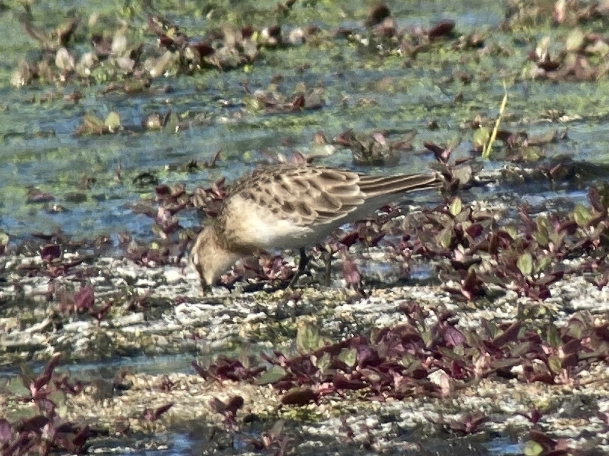 gulbrystsnipe - ML285350201