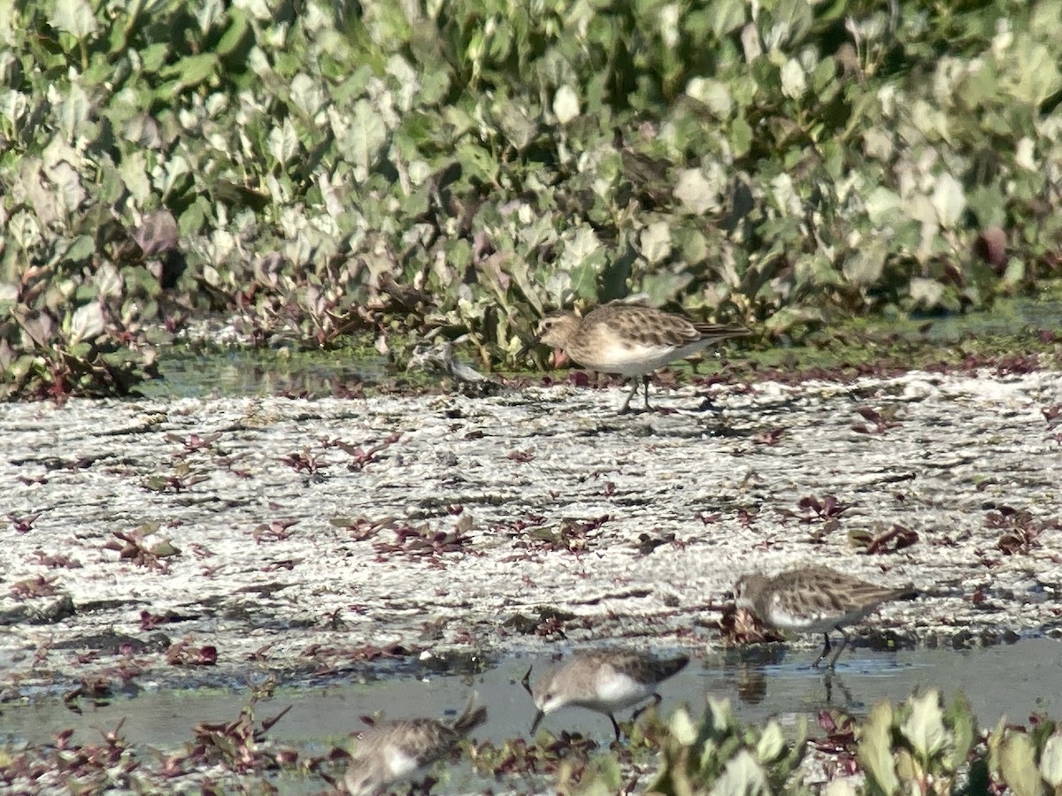 Baird's Sandpiper - ML285350291