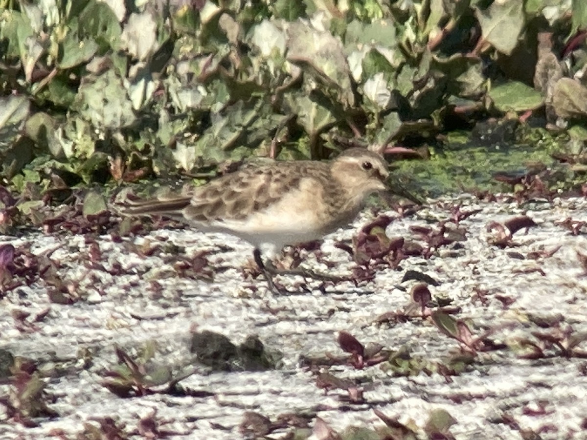 Baird's Sandpiper - ML285350461