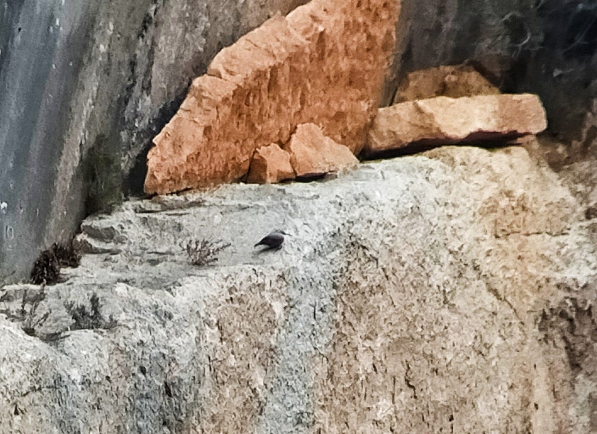 Wallcreeper - ML285351081