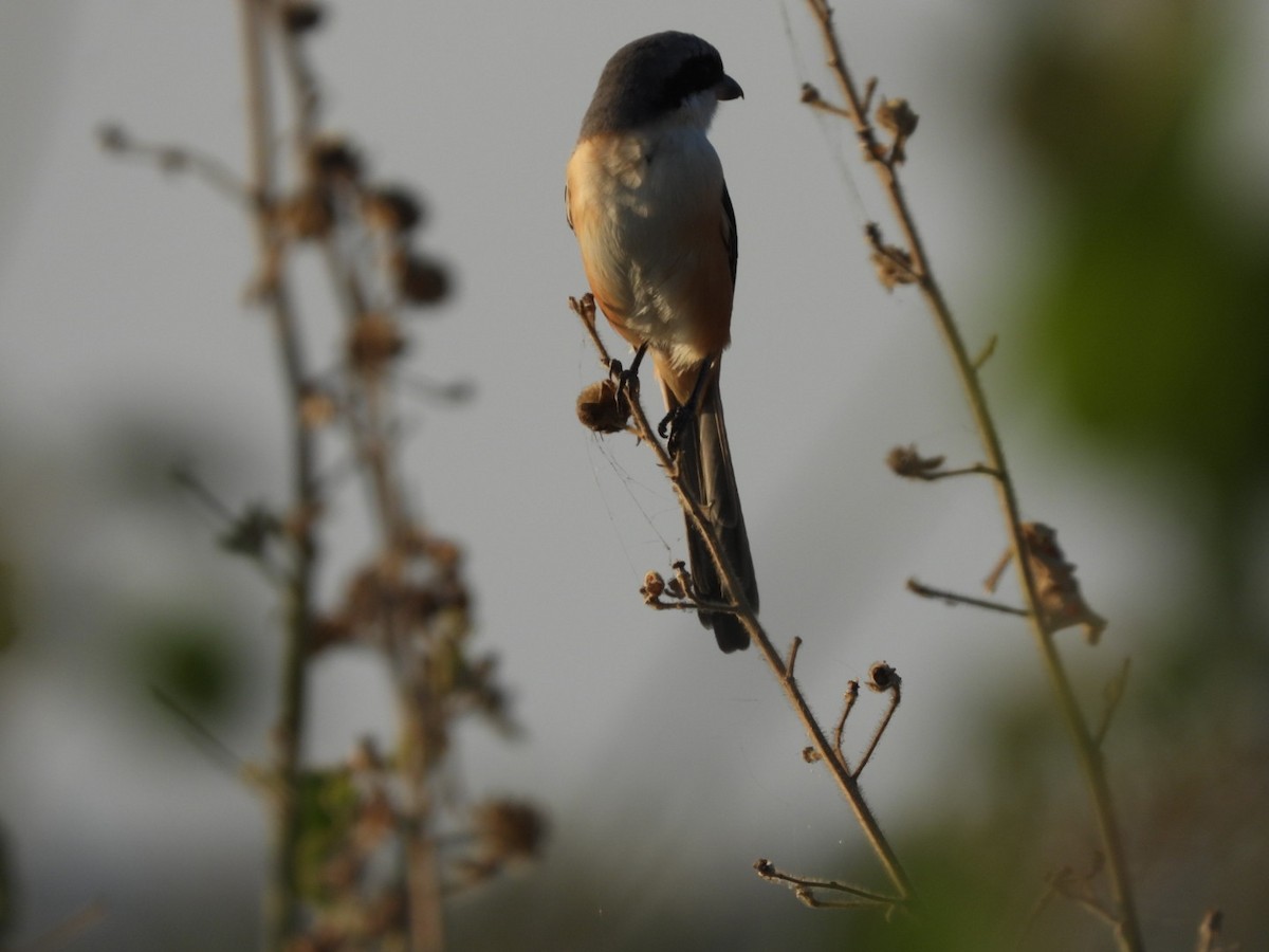 Алаг дунхай - ML285351761